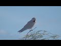Кобчики. Red-footed falcon