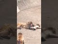仲良くパンチ君と遊んでいると大きなお猿さんがやってきた!🙊