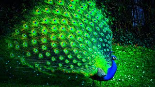 सुन्दर मोर नृत्य | Beautiful Peacock | Peacock Dance, Peacock opening Feathers | Indian Birds
