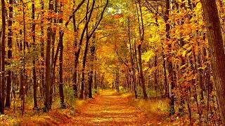 Autumn in front of the Post Office - You Hee Yul