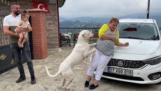 DOGOARGENTİNO ESCOBAR GELEN MİSAFİRLERİ ÇOK SEVDİ