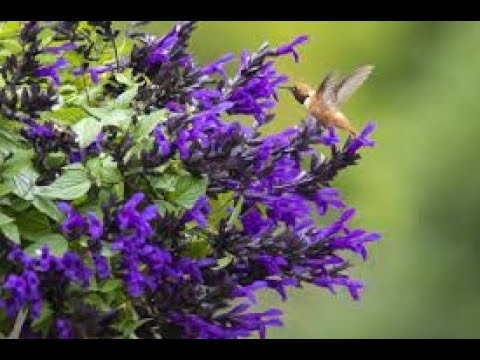 Video: Hummingbird Sage Facts - Tìm hiểu về cách sử dụng Hummingbird Sage trong vườn