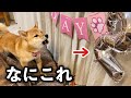 初めての風船に怖がる柴犬