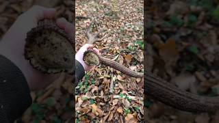 Deersantler #zhody #antlers #zrzuty