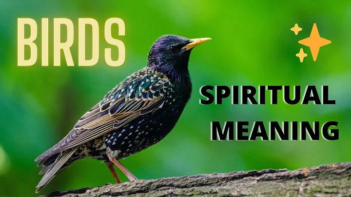 BIRDS SYMBOLISM 🐤🐤 - The Spiritual Meaning of Birds - DayDayNews