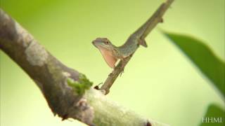 Celebrity Anole Lizards' Adaptations — HHMI BioInteractive Video Net Worth