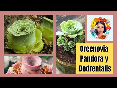 Video: Cuidando Greenovia - Información y consejos para cultivar Greenovia suculenta