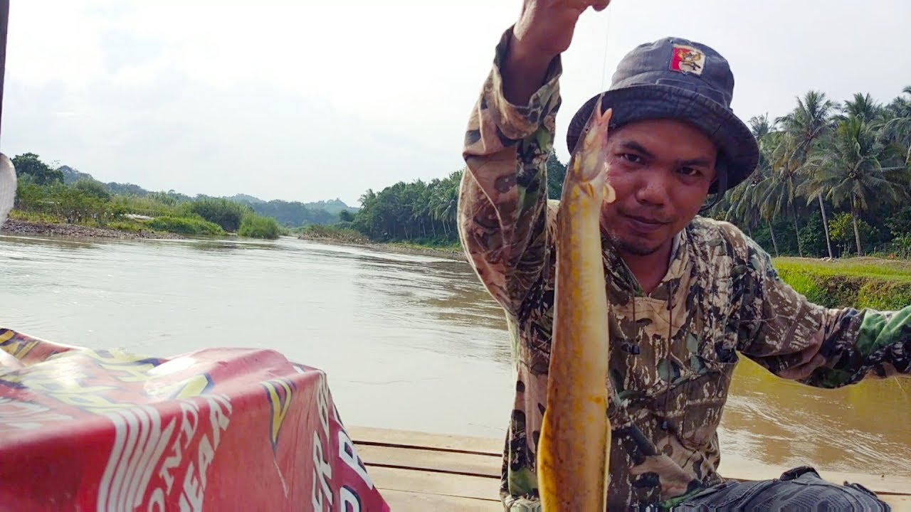 Mancing Ikan Tilan Babon Atau Ikan Sili Pakai Umpan Jitu 