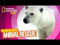 Polar Bear Conservation and Ecology