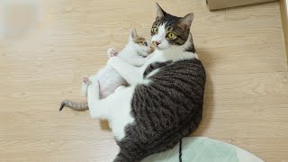 What Happens When the Big Cat Wants to Take Care Of the Rescued Kitten │ Episode.45 by Ninifam 니니고양이 23,151 views 5 days ago 3 minutes, 20 seconds