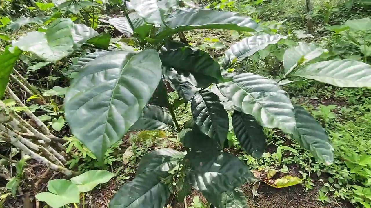 PEMANGKASAN BENTUK KOPI ROBUSTA