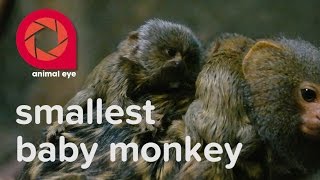 Smallest Baby Monkeys in the World - Pygmy Marmoset