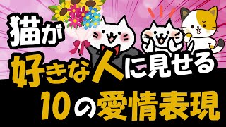 猫の愛情表現10選愛猫が伝える飼い主への「大好き」サイン