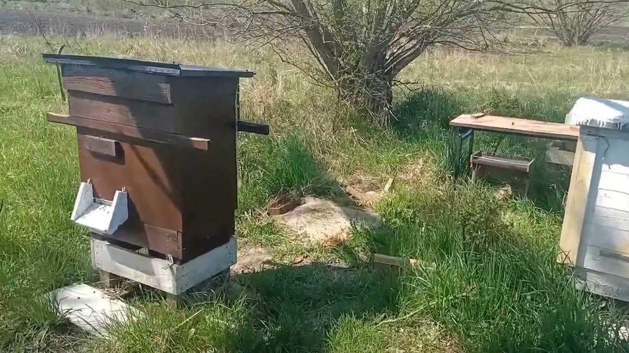 Wczesne, masowe pożytki pszczele 🐝