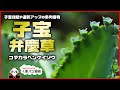 【多肉植物】子宝弁慶草のお話 - 育て方・増やし方【くまパン園芸】