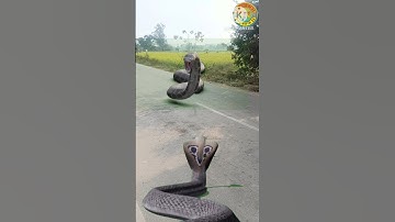 Snake Status #new #snake #cartoon #shorts #video #india #anaconda #vfx #cobra #nagin #shorts
