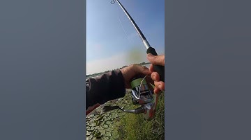 Câu Cá Lóc Mùa Lũ Miền Tây | THIET FISHING | Shorts