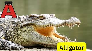Safari Wild Animals A To Z Wild Animals Fun Learning For Kids