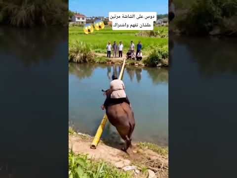 دوس على الشاشة مرتين علشان تفهم واشتراك     