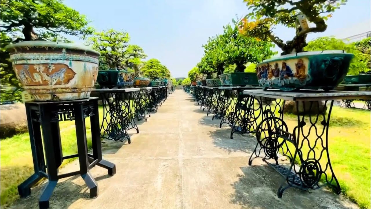 Đã mắt ngắm một trong những vườn Bonsai đẹp bậc nhất Hà Nội