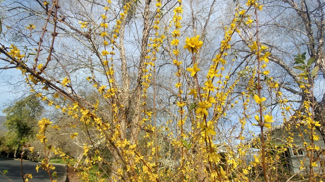 Growing Forsythia from cuttings (with all updates)