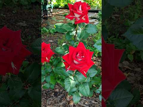 Ностальгія по літу Троянда Альянс 6 червня 2024 Rose Shorts