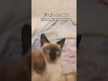Pov: Seu gato e tão adorável: o miserável n seguindo o roteiro