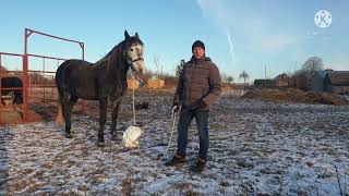 видео: Если лошадь тянет,если лошадь не слушается, что делать? :) картинка: Если лошадь тянет,если лошадь не слушается, что делать? :)