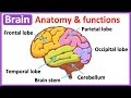 Brain anatomy  function  easy science learning