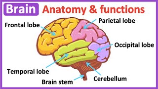 Brain anatomy & function | Easy science learning video