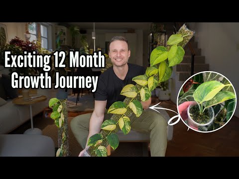 Variegated Jade Scindapsus Exciting Eventful 12 Month Growth Journey