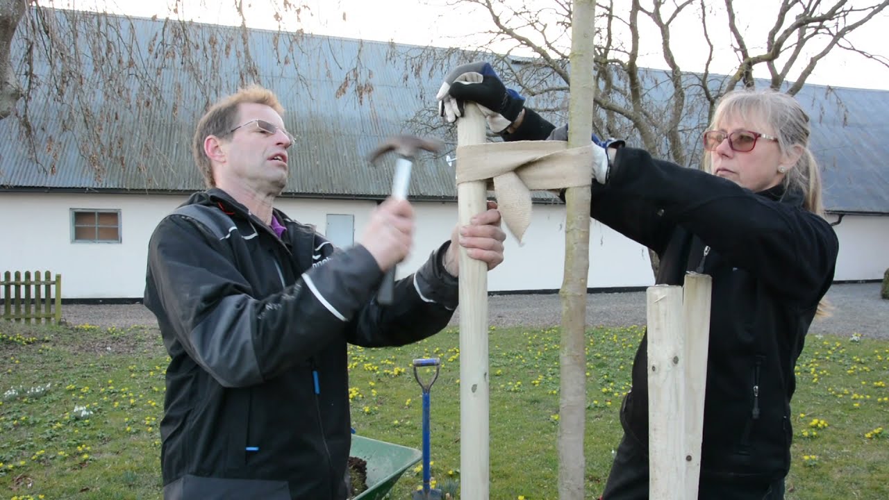 PLANTERA TRÄD - tips och råd