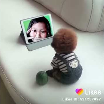 Lagu aku lagi cari mama muda
