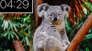 Adorable koala wallpaper with a 6 minute timer!! screenshot 2