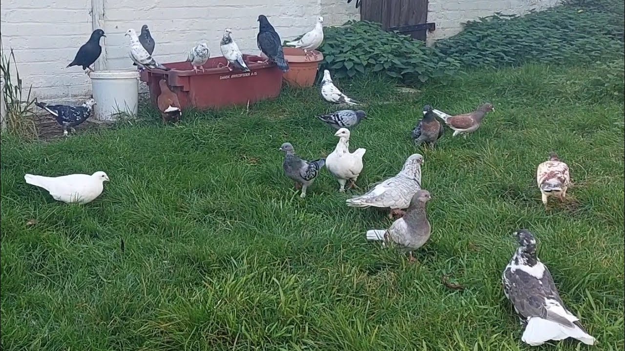 Atmaca kuşlari rahat bırakmıyor        19 Ekim 2025