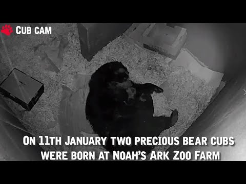 🐻 Rare Twin Andean Bears Born At Noah's Ark Zoo Farm 🐻