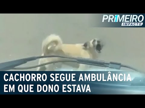 Cachorro segue ambulância que levava dono para hospital | Primeiro Impacto (04/01/23)