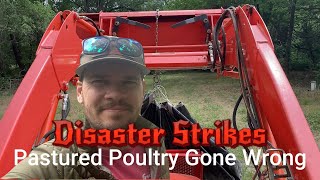 Raising Pastured Poultry | Moving from Brooder to Pasture