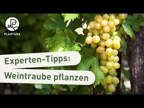 Weinreben pflanzen: Weintrauben im Garten richtig einpflanzen (Anleitung)