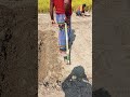 আলু চাষ #shortvideo #unfrezzmyaccount #ধাঁধাpoint #shortvideos #shortsfeed #vlogwithsohelvillagelife
