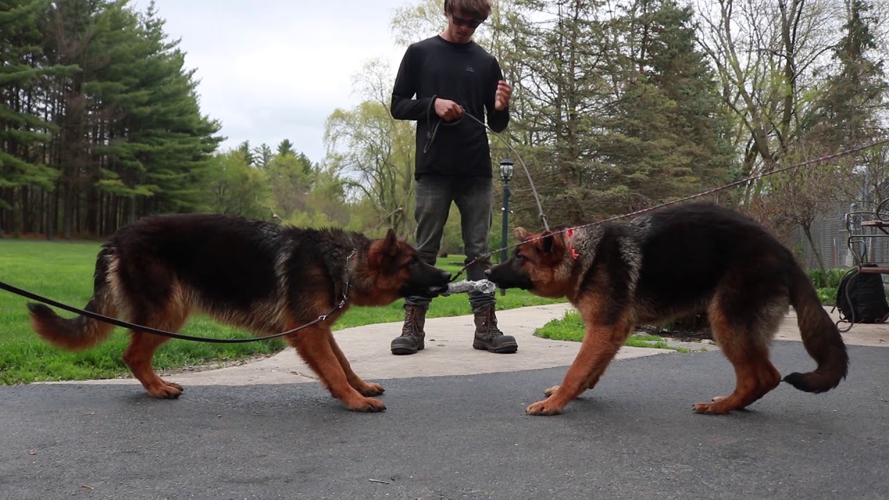 mittelwest german shepherd prices