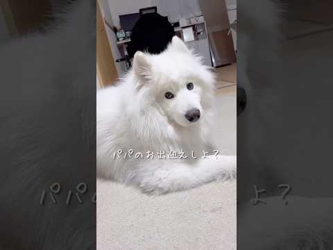 大好きなパパをお出迎えするサモエドが可愛すぎる #samoyed #大型犬 #癒し
