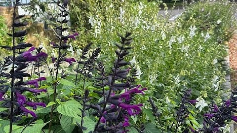 New drift perennial border - part four - The final planting