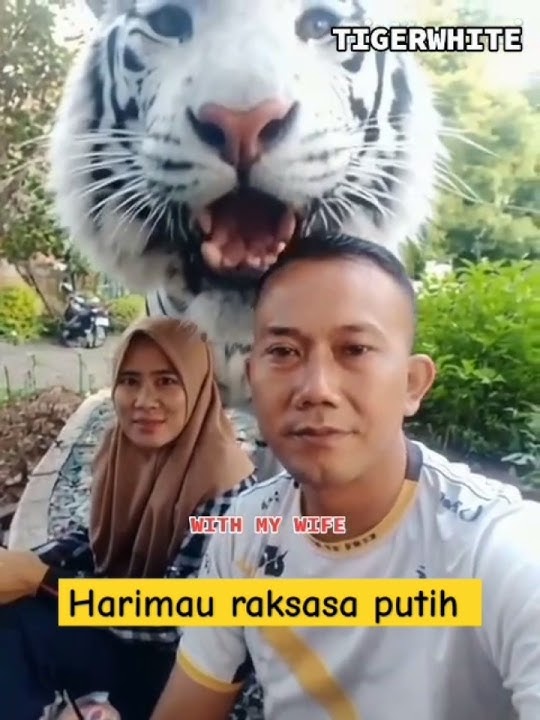 Harimau raksasa putih #videoshort #tiger #fyp #videoviral