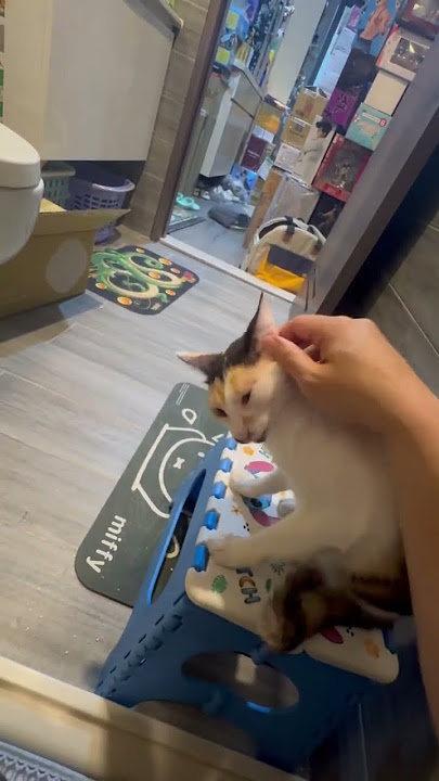 兩隻很擔心珍貴的💩被盜挖  #小38 #歐練 #cat #kitten #pets #猫 #ねこ #meow