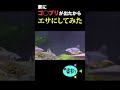 家にゴ●ブリが出たのでエサにしました。 #魚 #水槽 #アクアリウム