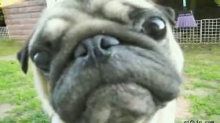 Cheezburger GIFs   Find & Share on GIPHY 3 - Hunter amater