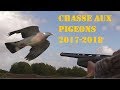 Chasse du pigeon ramier ou palombe