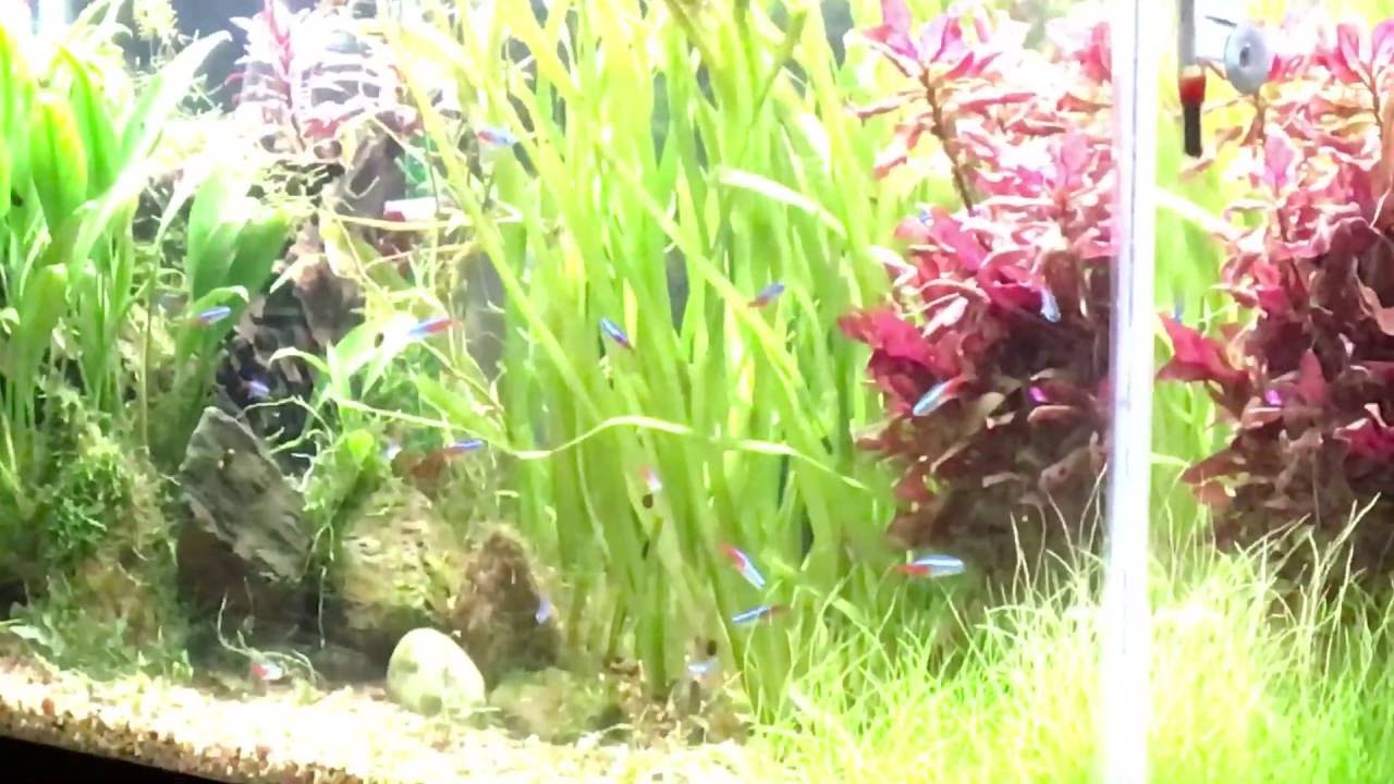 camera iphone 8 plus apk Revised 40 Gallon Planted Tank