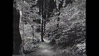 Black & White Spooky Forrest Vhs Footage Horror Aesthetic Og 43 Aspect Ratio